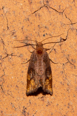 Pyrgotis eudorana