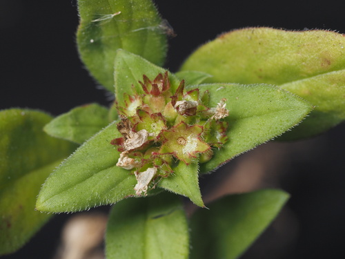 Richardia scabra