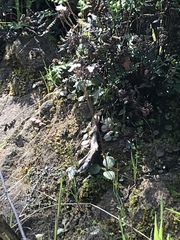 Micranthes californica