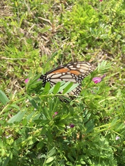 Danaus plexippus