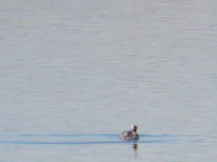 Podiceps auritus