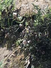 Micranthes californica