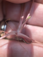 Claytonia parviflora