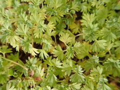 Alchemilla arvensis