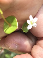 Claytonia parviflora