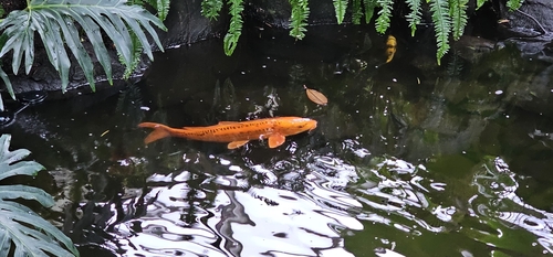 Cá koi màu cam bơi trong ao có dương xỉ