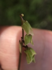 Claytonia parviflora