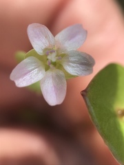Claytonia parviflora