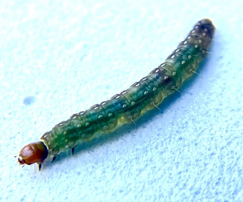 Singed Platynota