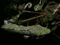 Quimbaya Anole photo 3