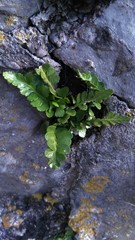 Asplenium marinum