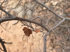 Rhus aromatica simplicifolia