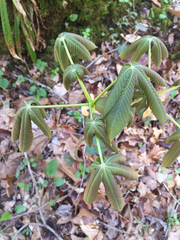 Aesculus pavia