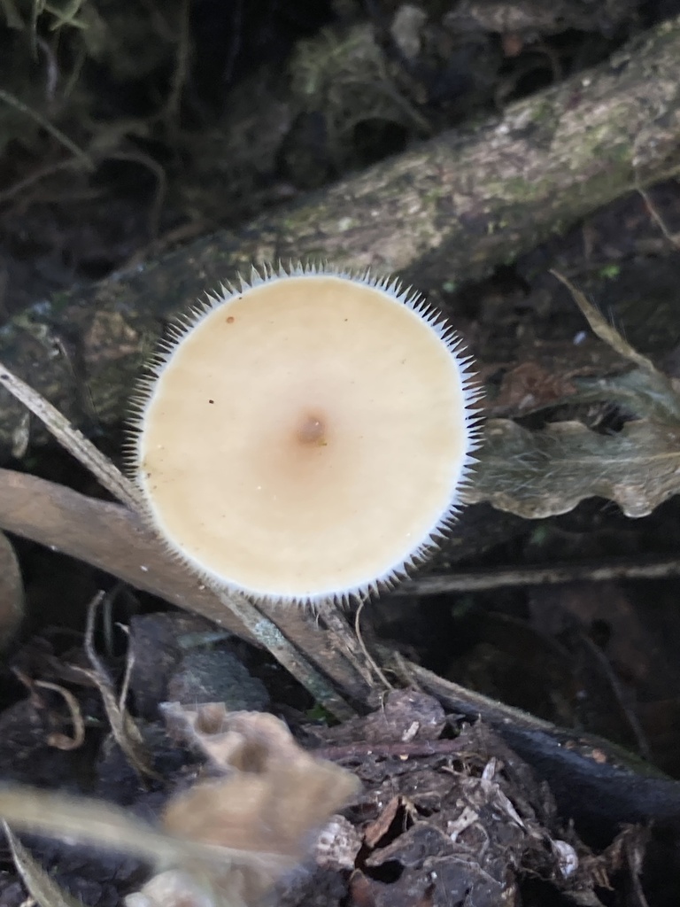 Lentinus flexipes · November 2023 · photo: © hannahtidae (iNaturalist, cc-by)