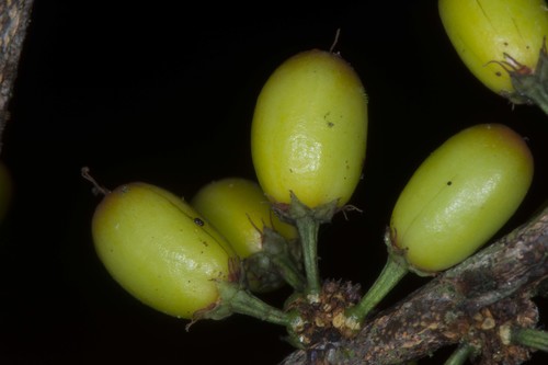 Erythroxylum amazonicum