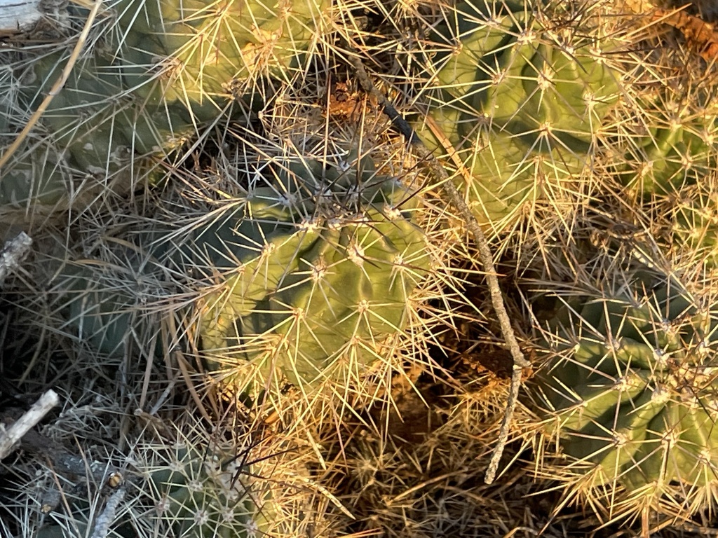 Scarlet Hedgehog Cactus From Southeast Santa Fe Nm Us On November