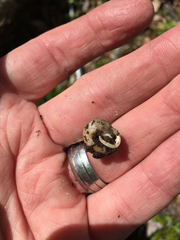 Triodopsis tridentata