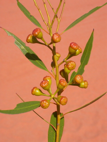 Eucalyptus concinna