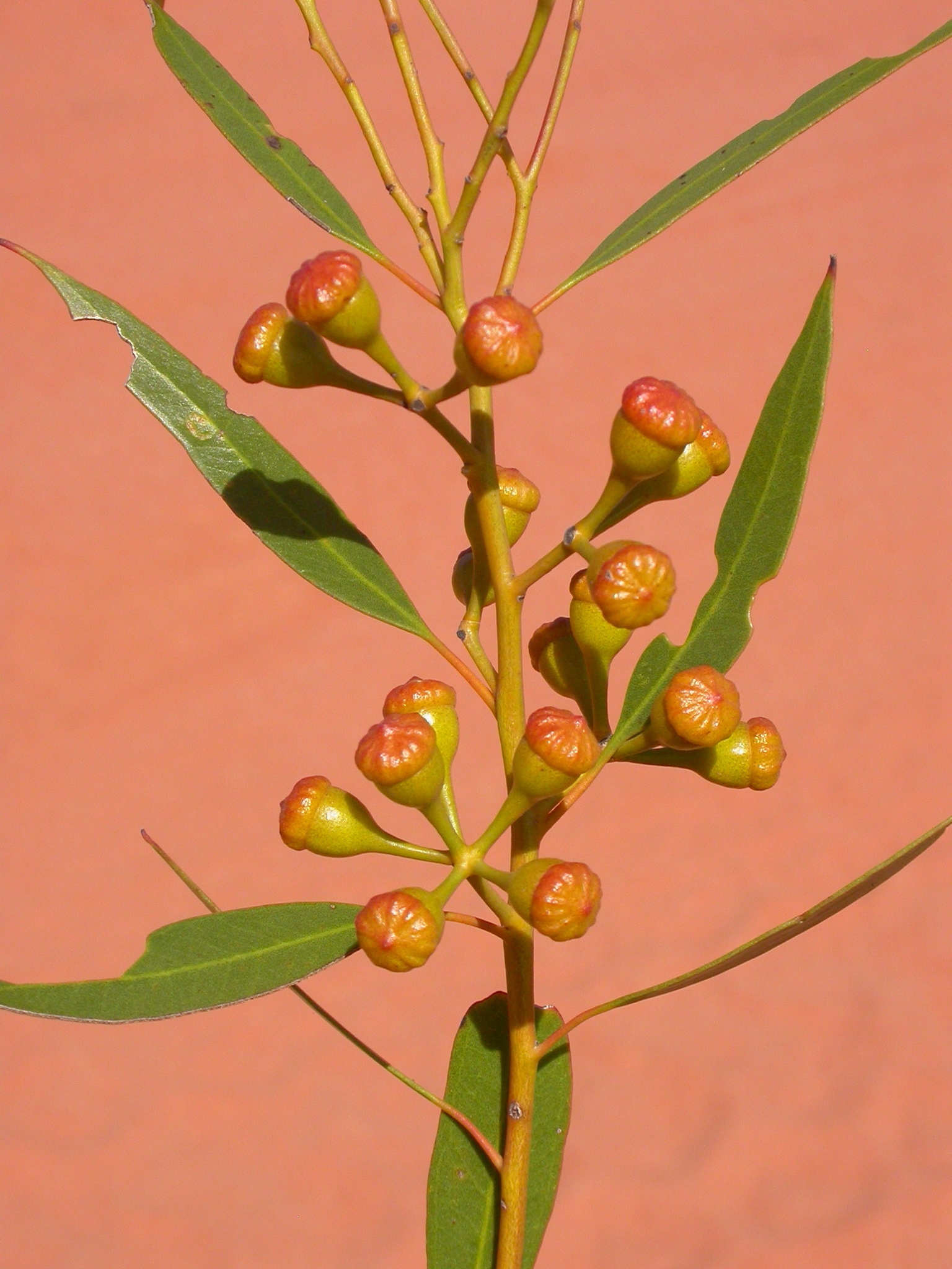 Eucalyptus concinna