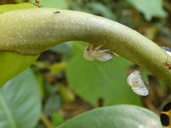 Membracis trimaculata