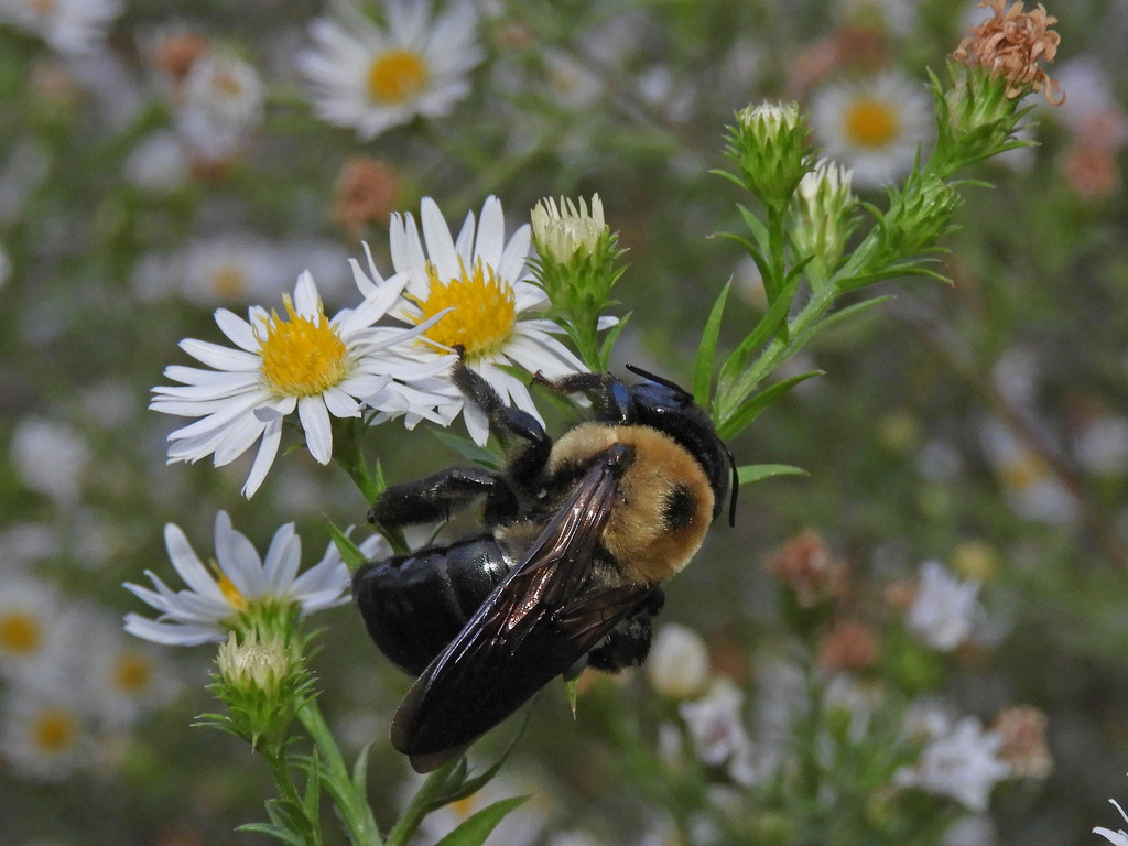 Eastern Carpenter Bee from Fairfax County, Virginia on November 4, 2023 ...