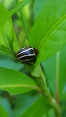 Calligrapha bidenticola