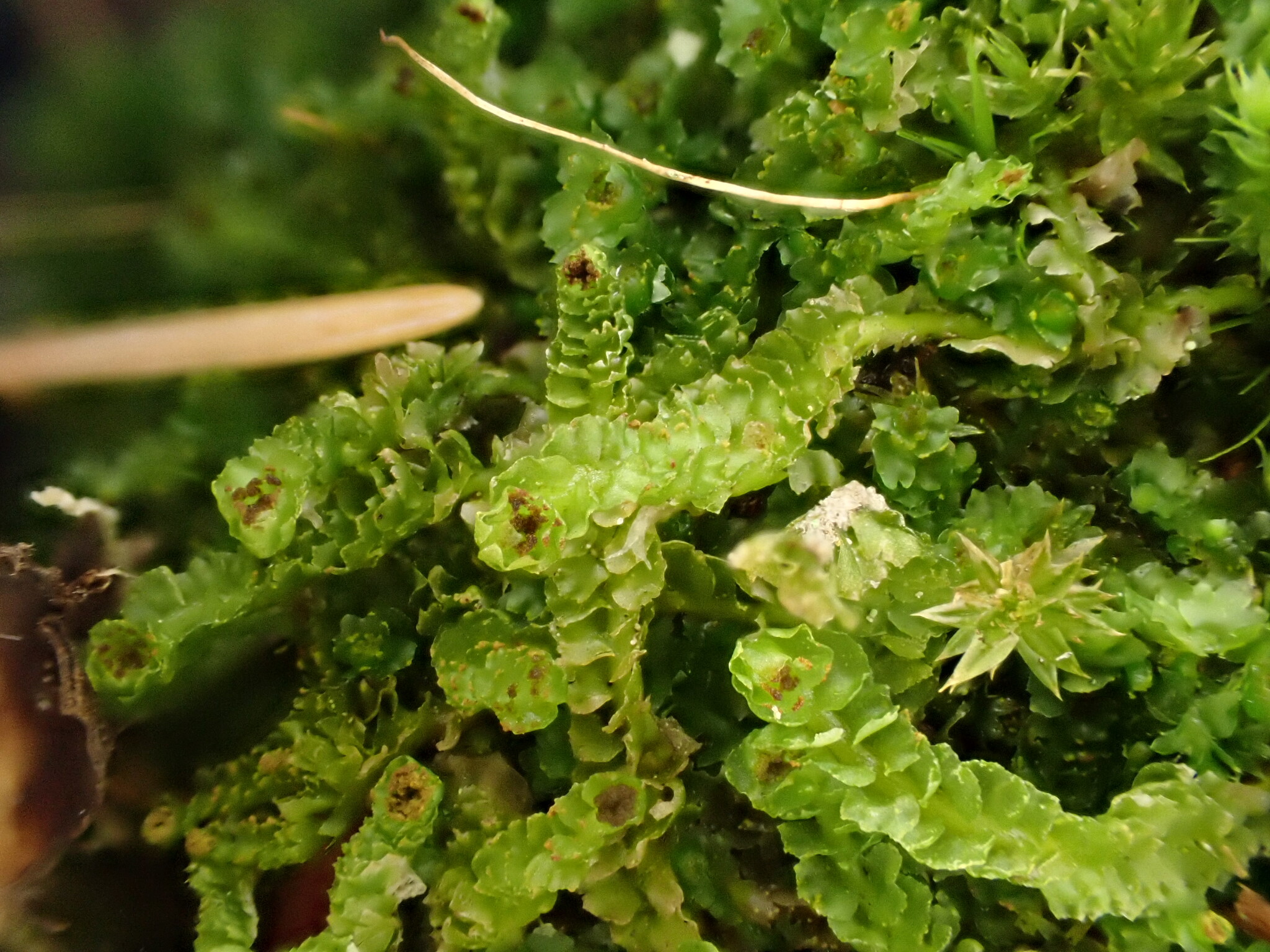 Barbilophozia hatcheri