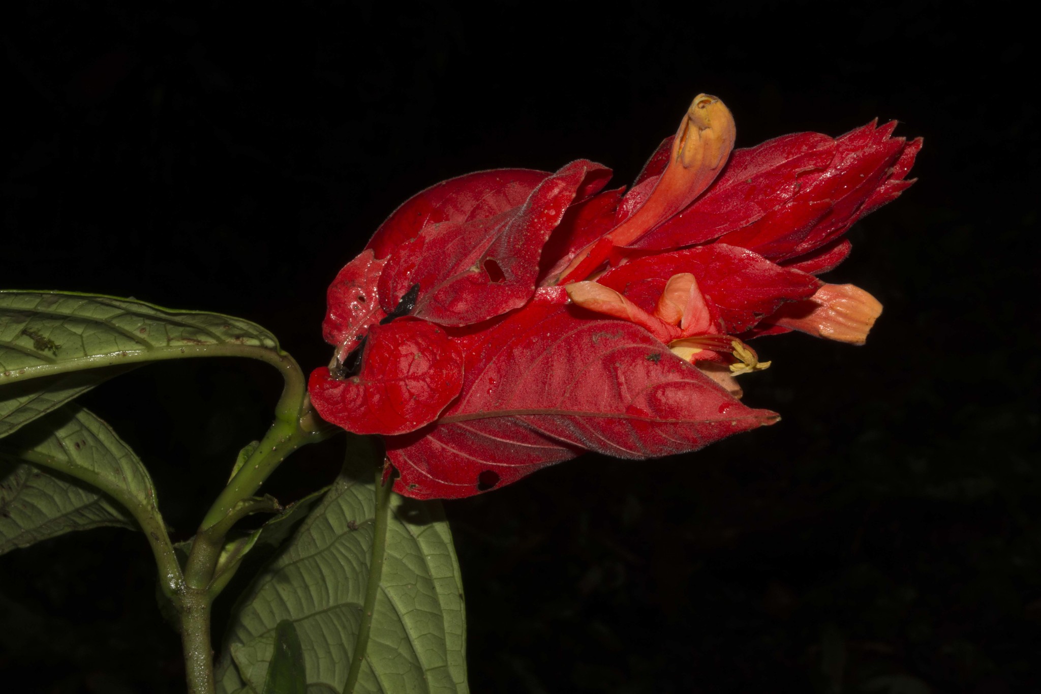 Ruellia chartacea