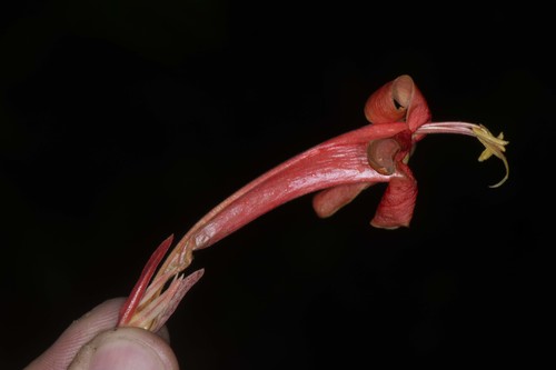 Ruellia chartacea