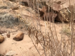 Brickellia longifolia longifolia