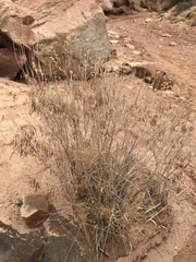 Brickellia longifolia longifolia