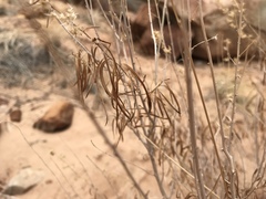 Brickellia longifolia longifolia