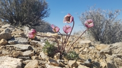 Ranunculus andersonii