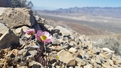 Ranunculus andersonii