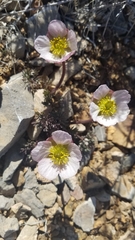Ranunculus andersonii