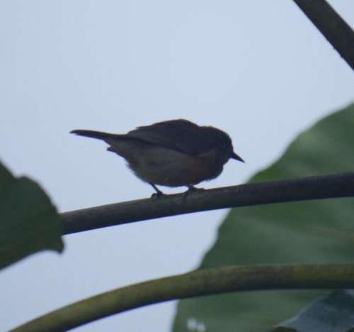Scarlet-breasted Dacnis (Dacnis berlepschi), photo 2