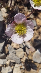 Ranunculus andersonii