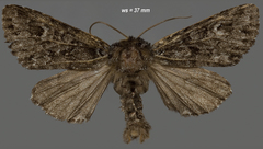 Lasionycta taigata