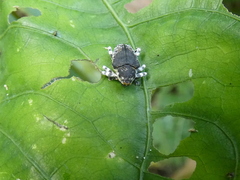 Peridinetus irroratus