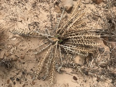 Cirsium arizonicum