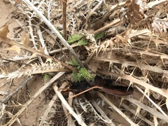 Cirsium arizonicum