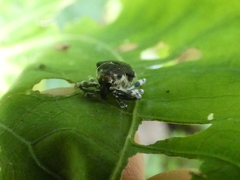 Peridinetus irroratus