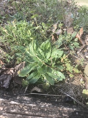 Plantago