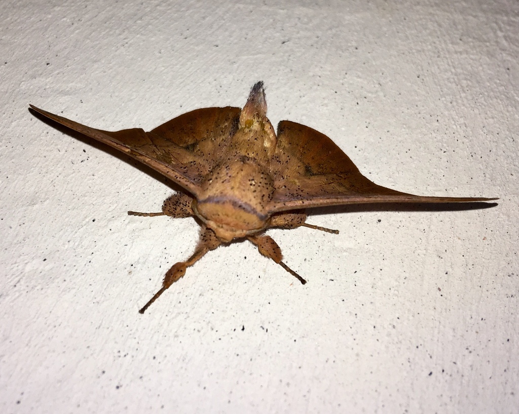 Isoscella
