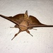 Isoscella ventana - Photo no rights reserved, uploaded by Andrew J. Crawford