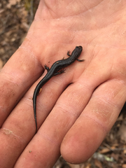Desmognathus carolinensis