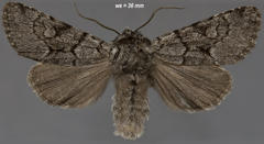Lasionycta fergusoni