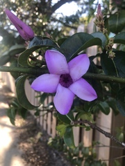 Cryptostegia grandiflora