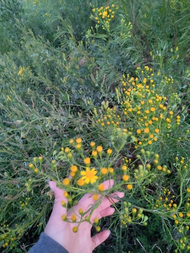 Image of Senecio brasiliensis by (c) Agustina Medina, some rights reserved (CC BY)