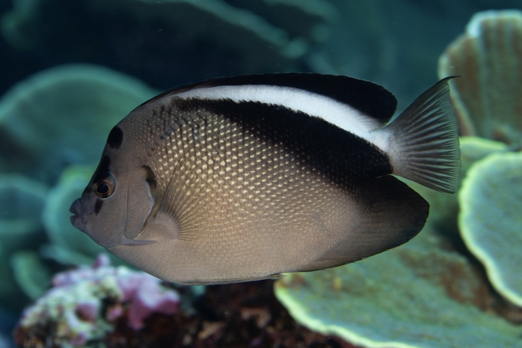 Griffis Angelfish